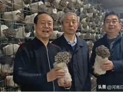 蓝色平菇投产 许平69号面世