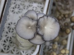 北方平菇种植技术