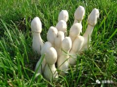 北方鸡腿菇种植技术