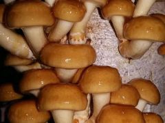 北方滑菇种植技术