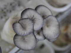 冬季平菇生产应对不良天气“四防”技术指导意见