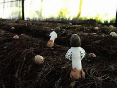 常见的3种竹荪栽培模式