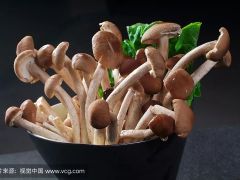 怎么种好茶树菇？五个种植条件新手要记牢
