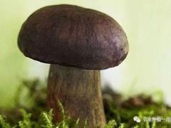 牛肝菌人工种植的栽培技术有哪些？