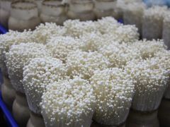 栽培金针菇应该具备哪些条件？怎样种植？
