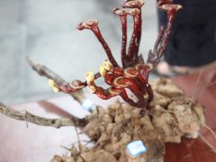 灵芝种植条件和方法，种植时需要注意哪些问题