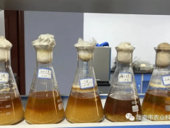 甘肃陇南：黑木耳液体菌种生产技术取得突破性进展