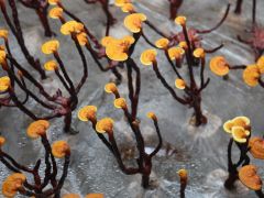 CCTV10走进上海市农业科学院，专家教你挑灵芝
