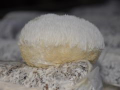 猴头菇工厂化生产的制包技术