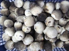 这样培育草菇菌种，生物活性强、产量高