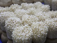 如何使用桑枝条栽培金针菇