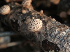 香菇冬季管理要点