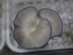 冬季平菇栽培管理“四宜”“四不宜”