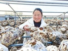 泌阳2023年食用菌产业全口径产值突破100亿元
