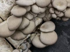 锅圈岩乡引进企业种植平菇100万棒