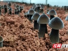 李贯虹：“小蘑菇”打开绿色食品大天地