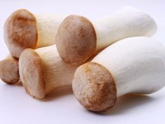 杏鲍菇的种植技术 杏鲍菇种植时间及方法
