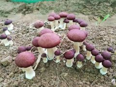 大球盖菇林下栽培管理技术之播种
