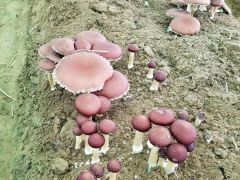 大球盖菇林下栽培管理技术