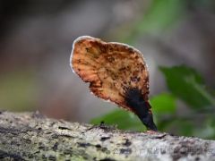 广东省科学院微生物研究所食用菌研究团队在褐扇小孔菌的药理活性研究方面取得新进展