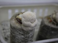 宁夏猴头菇菌丝粉首次出口马来西亚
