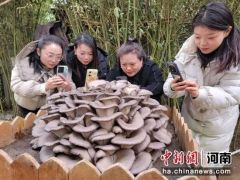 河南伊川农民培育出酷似牡丹花的大蘑菇