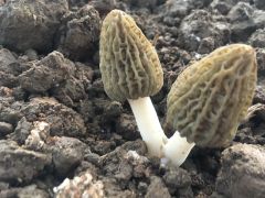 精细化出菇管理，确保有效成菇——北京市羊肚菌出菇管理技术要点