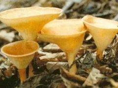 珍稀食用菌大杯蕈种植技术