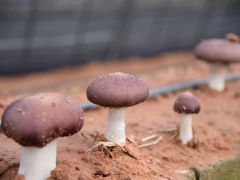 低温天气大球盖菇管理技术要点