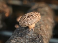 香菇春栽关键技术