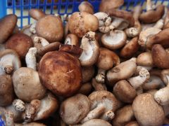 北方香菇生产关键技术——转色管理技术