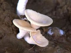虎奶菇怎么种?这份栽培技术手册请收好