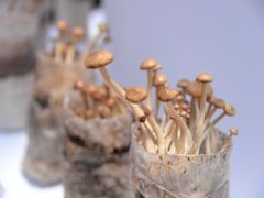 甘肃省社：成立协会推动食用菌产业发展