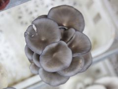 敦煌:小平菇撑起乡村振兴“致富伞”