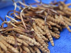 “一线解纷”工作法推动虫草采集规范化