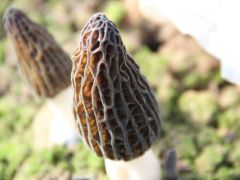 边银丙撰文谈羊肚菌稳产高产有关的科学技术问题