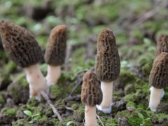 菌谷春风 启航宜城——中国汉江菌谷高质量发展交流会暨2024第八届全国羊肚菌大会将在宜城召开