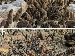 昆明植物所在栽培食(药)用菌病原真菌物种多样性研究取得新进展