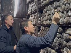 吉林安图:开工!木耳制菌生产忙