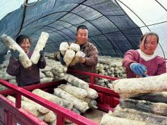 凤县三岔河村食用菌产业升级:应用菌棒新技术 两周销售30万元