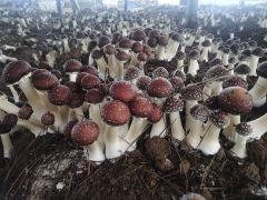 云南澜沧：大球盖菇撑起农民“致富伞”