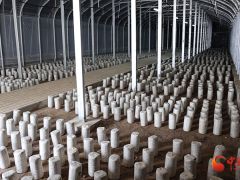 崇信县：食用菌基地建成投产 开启乡村振兴新征程