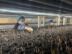 山东邹城:春耕时节“春收”忙 食用菌迎来丰收季