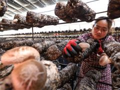 甘肃民乐：戈壁滩上食用菌添“蘑”力