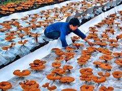 江西九江柴桑区：种植千年“仙草” 发展新质生产力