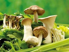 食用菌栽培时，袋料怎么灭菌才算彻底？