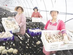 淄博：艾渣做菌棒培育食用菌