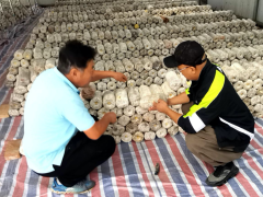 延庆特色菌菇“小切口” 赋能乡村振兴“加速度”