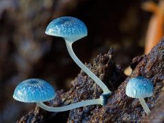 临高光吉村发展林下食用菌 经济效益实现“一地生多金”