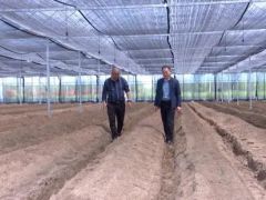 安徽萧县：食用菌栽培助力乡村振兴
